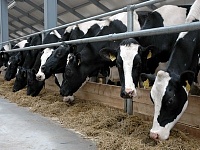 Новая молочная ферма на 1200 голов появится на Сахалине