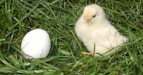 Алтайские птицефабрики за первый квартал произвели 182 млн яиц