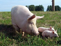 Новый свинокомплекс открылся в Сахалинской области