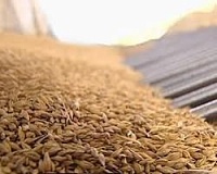 Закупочные цены на пшеницу продолжают расти