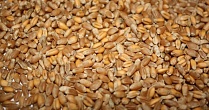 Сорт озимой пшеницы «Писанка»