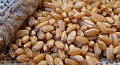 Семена яровой пшеницы "Стан"