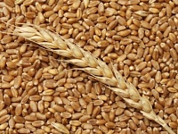 Минсельхоз повысил минимальные закупочные цены на зерно