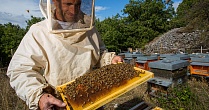 Разведение и содержание пчел