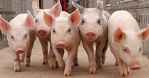 Поголовье свиней в России увеличилось на 5,6%