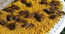Подкормки и добавки для пчел