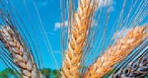 Отличия яровой и озимой пшеницы
