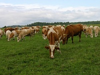 Регионы получат более 3 млрд рублей на развитие мясного скотоводства