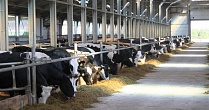 Агрофирма «Трио» построит в Липецкой области новый молочный комплекс